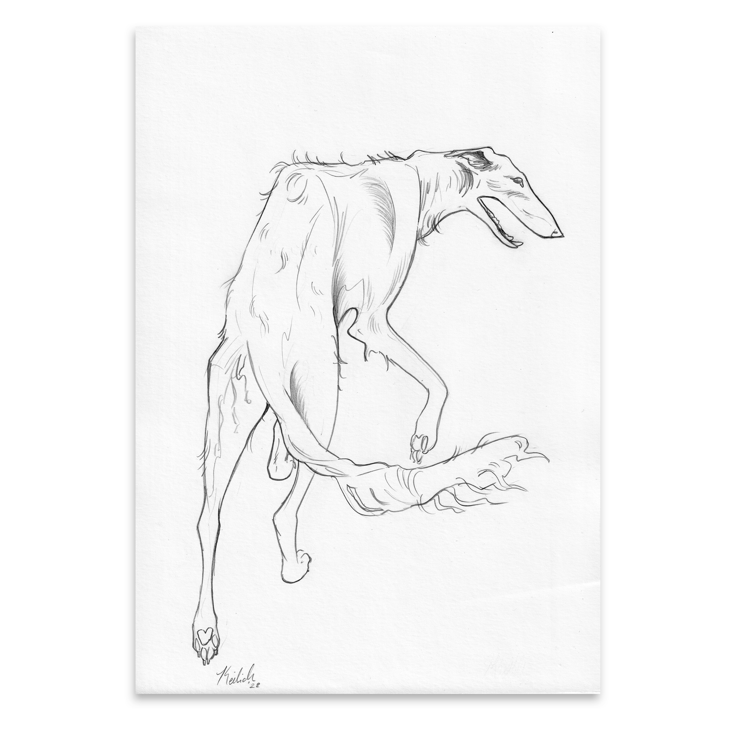 Borzoi (A4)