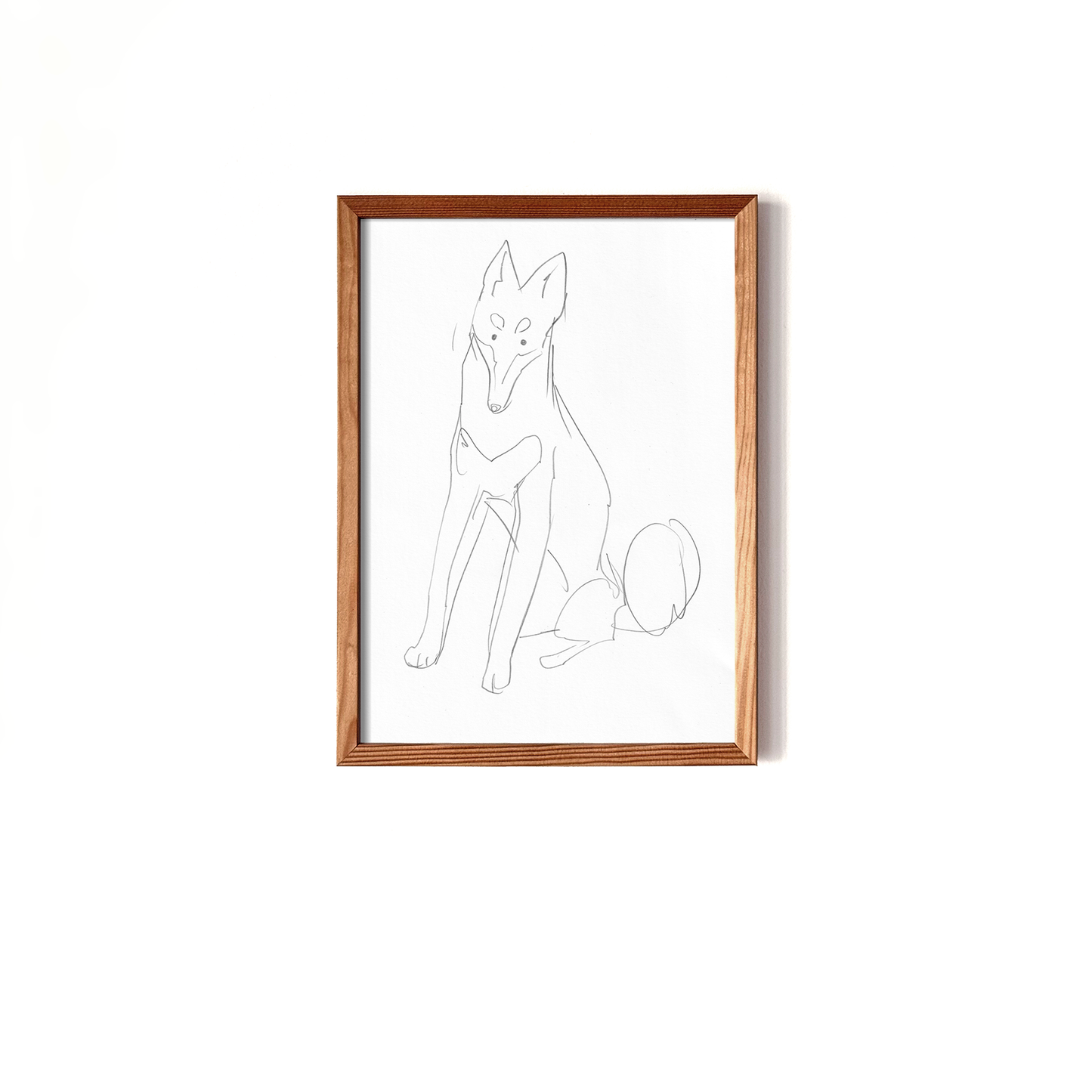 Sitting Klee Kai