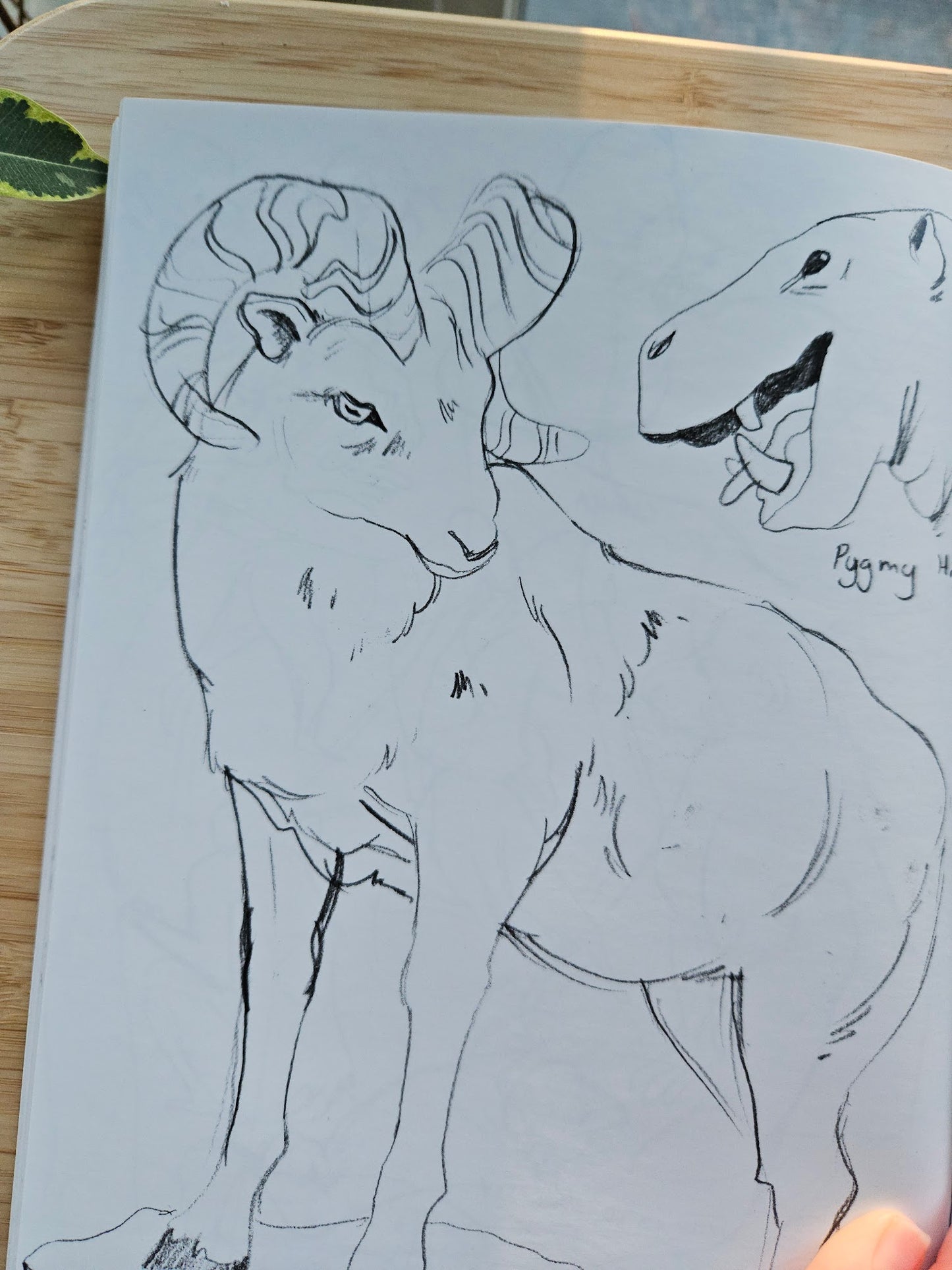 'Kingdoms' Animal Art Book (Signed)