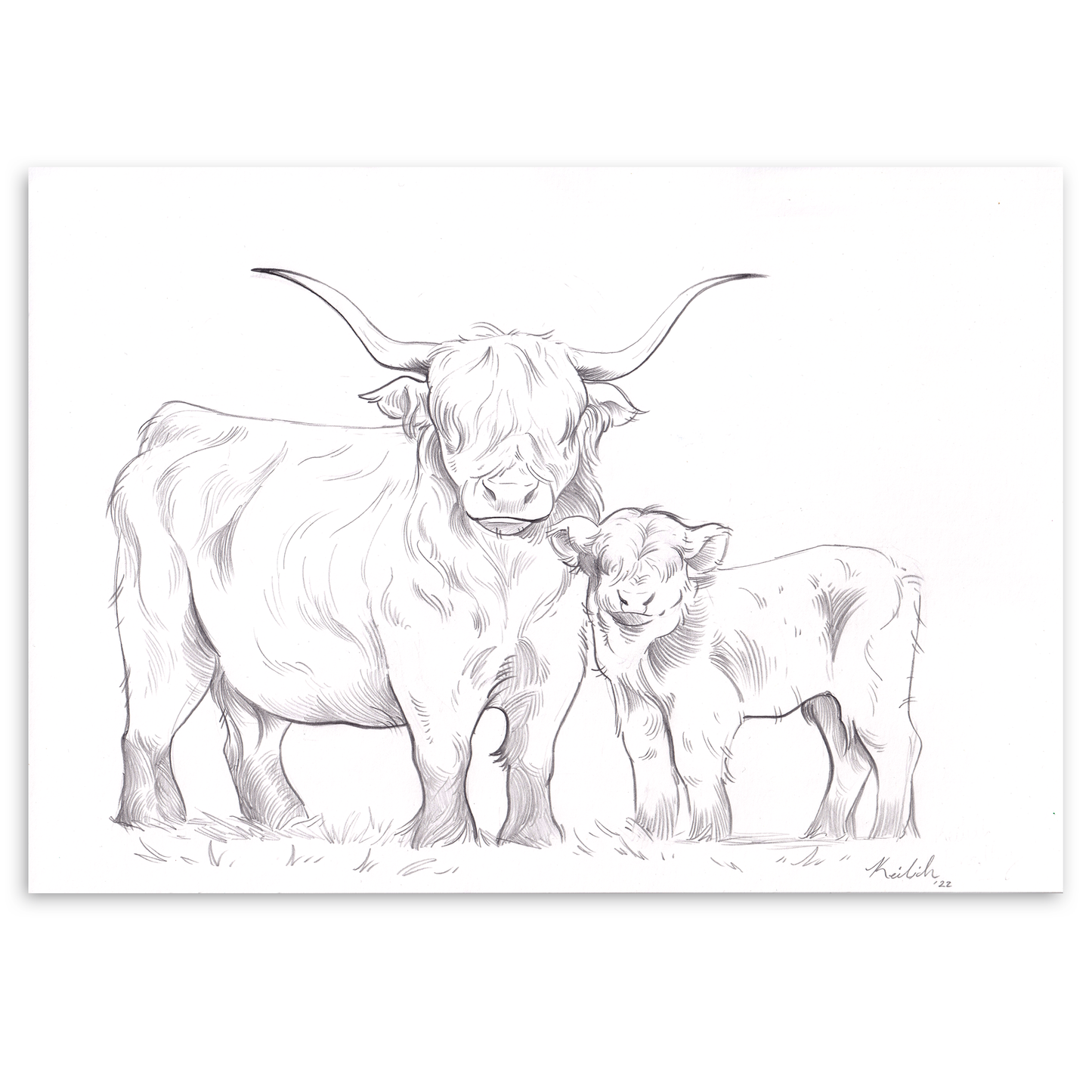 Highland Cow and Calf (A4)