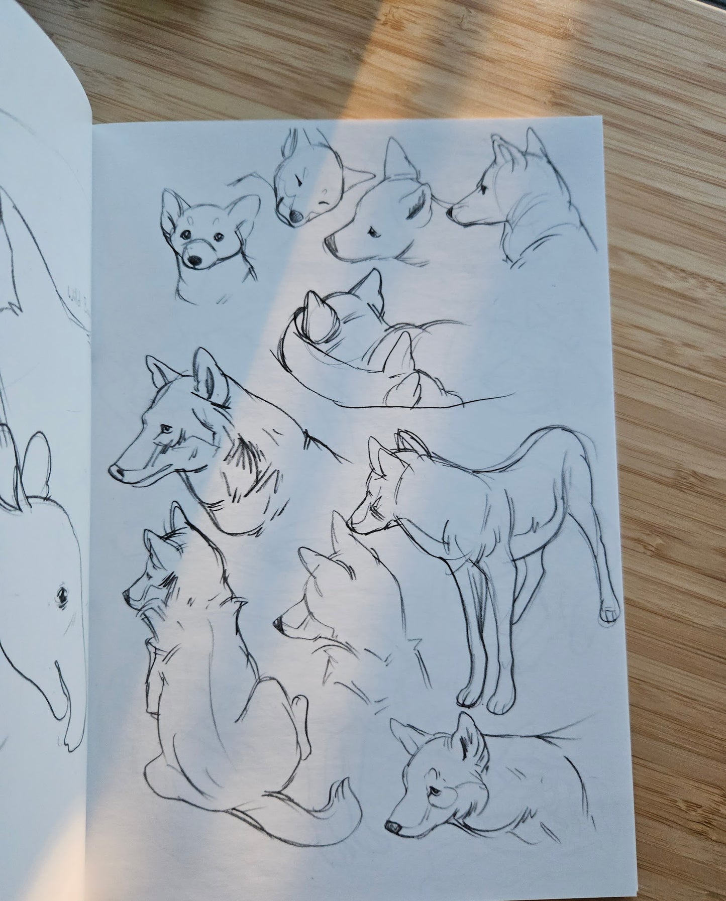 'Kingdoms' Animal Art Book (Signed)